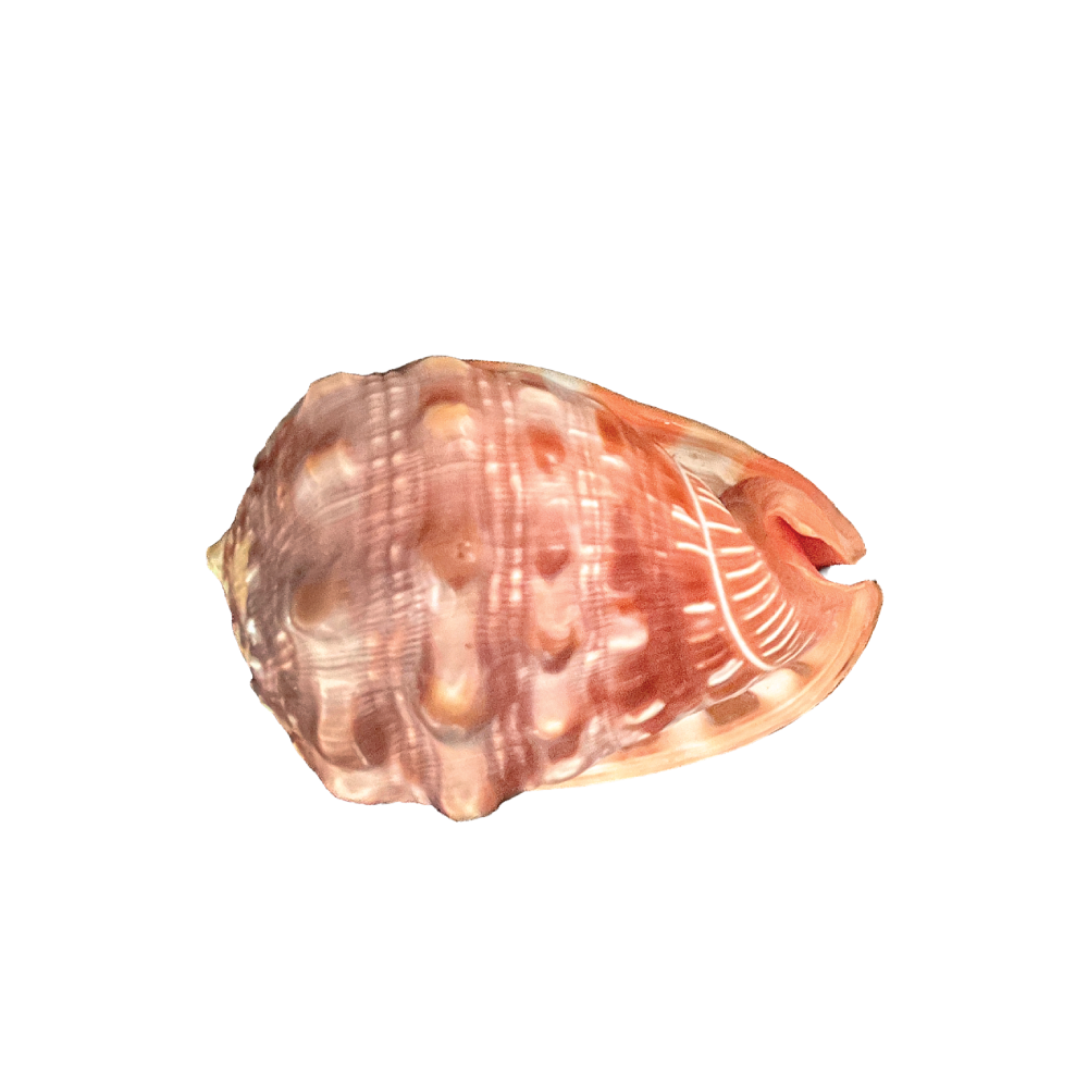 Red Helmet - Image 5