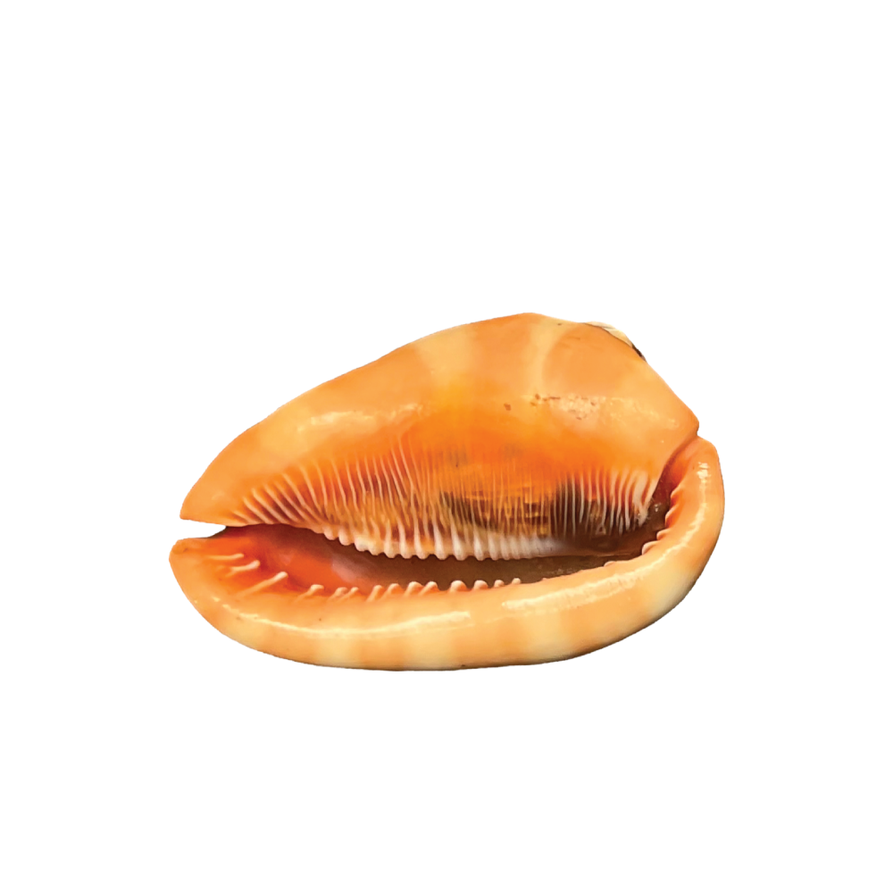 Red Helmet - Image 6