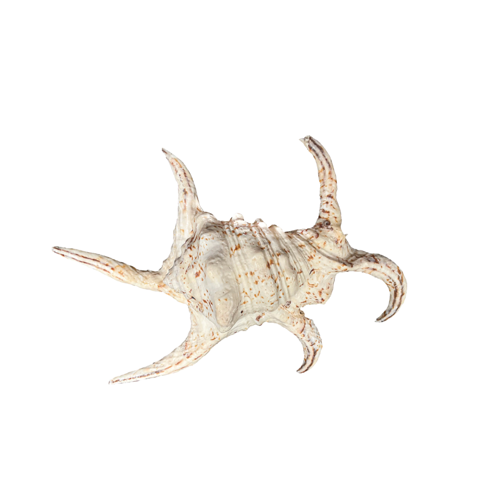 Spider Conch_Chiragra - Image 3