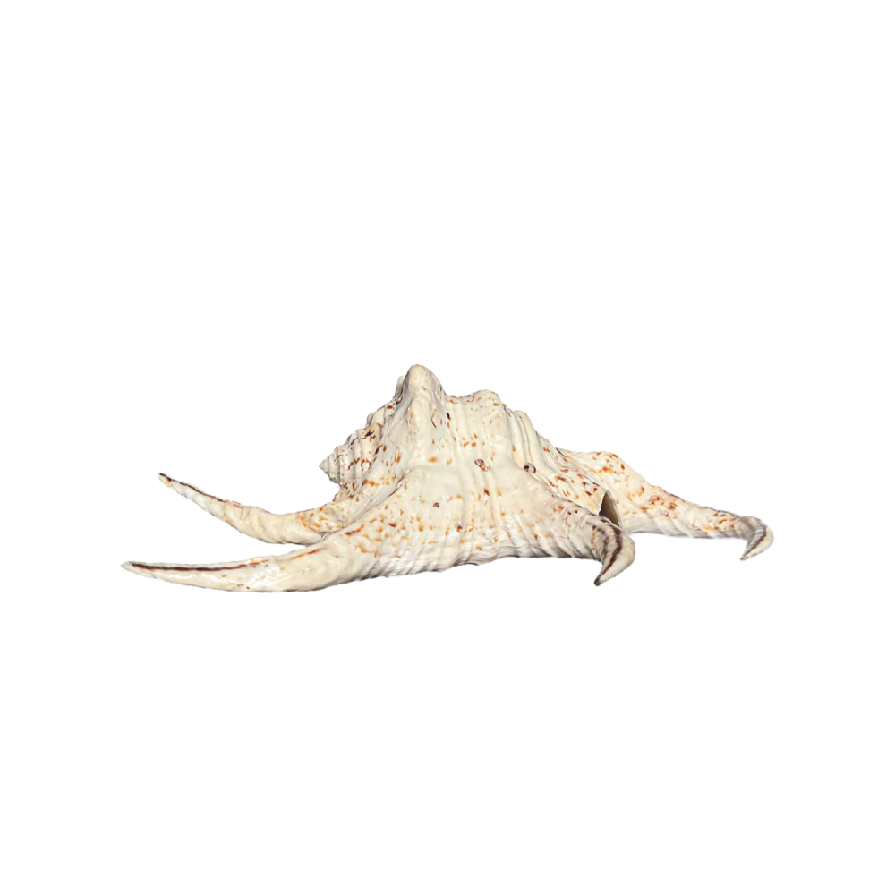 Spider Conch_Chiragra - Image 6