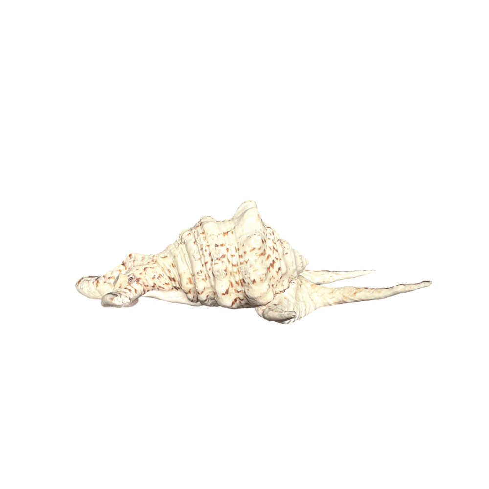 Spider Conch_Chiragra - Image 7