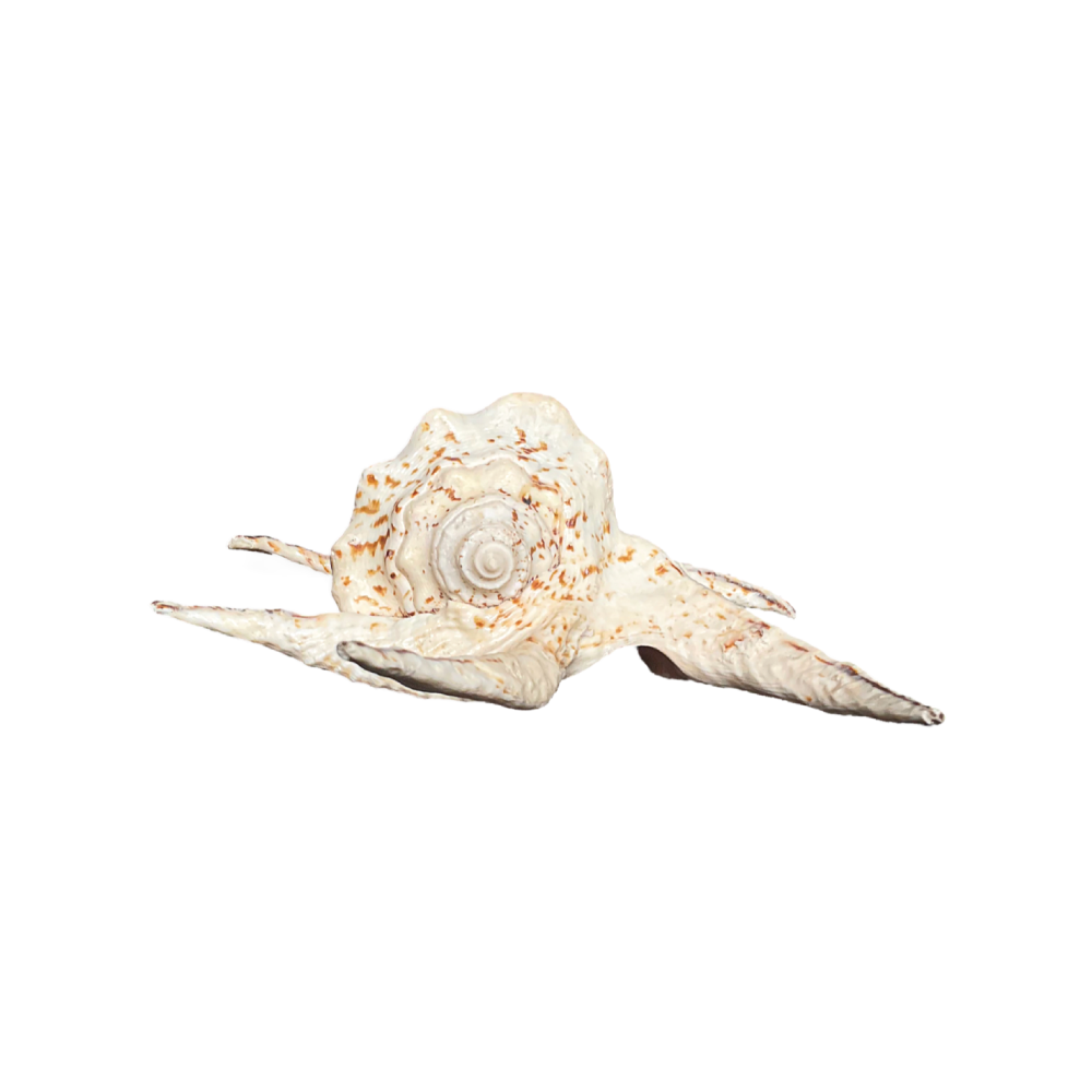 Spider Conch_Chiragra - Image 5