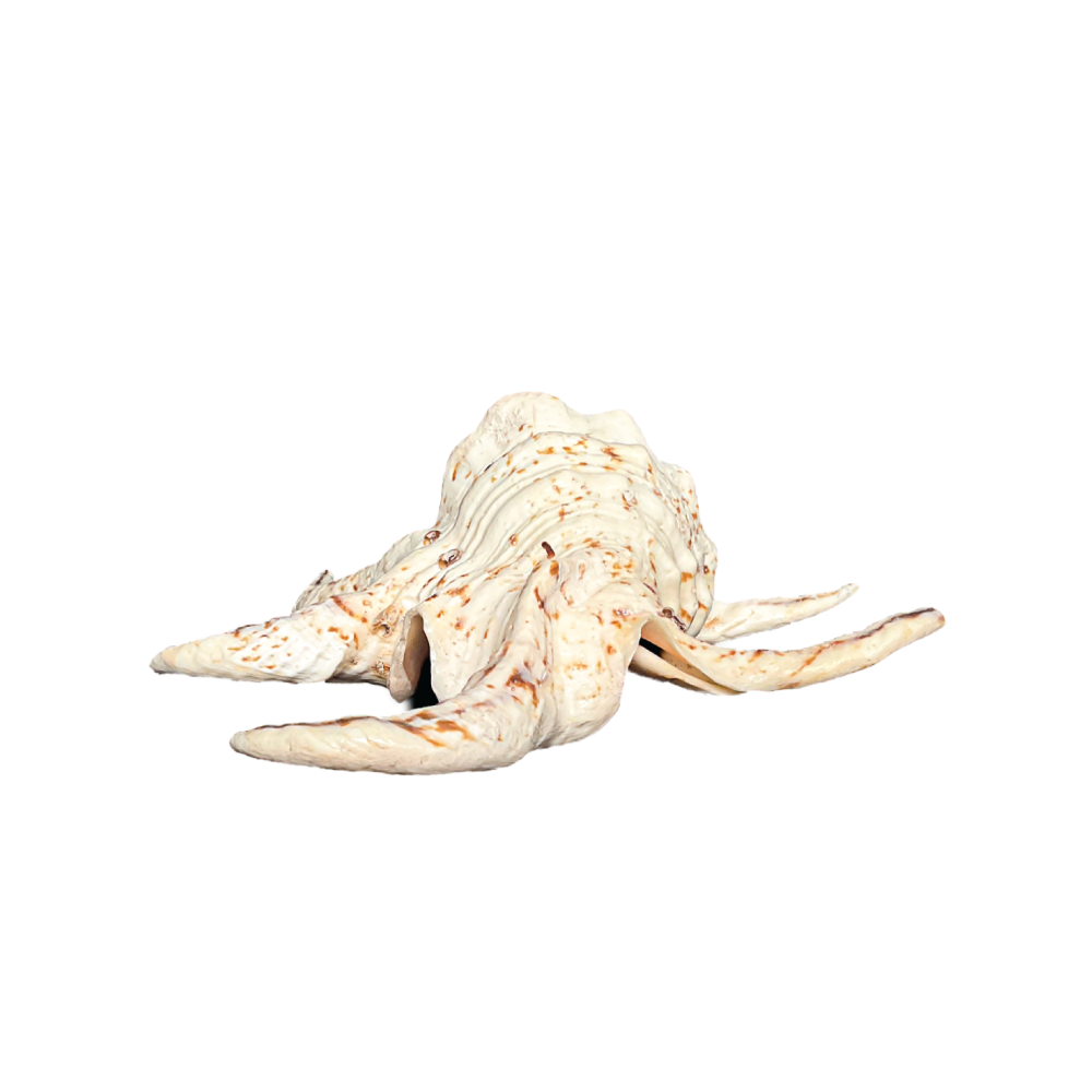 Spider Conch_Chiragra - Image 4