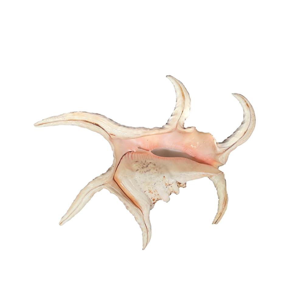 Spider Conch_Chiragra - Image 8