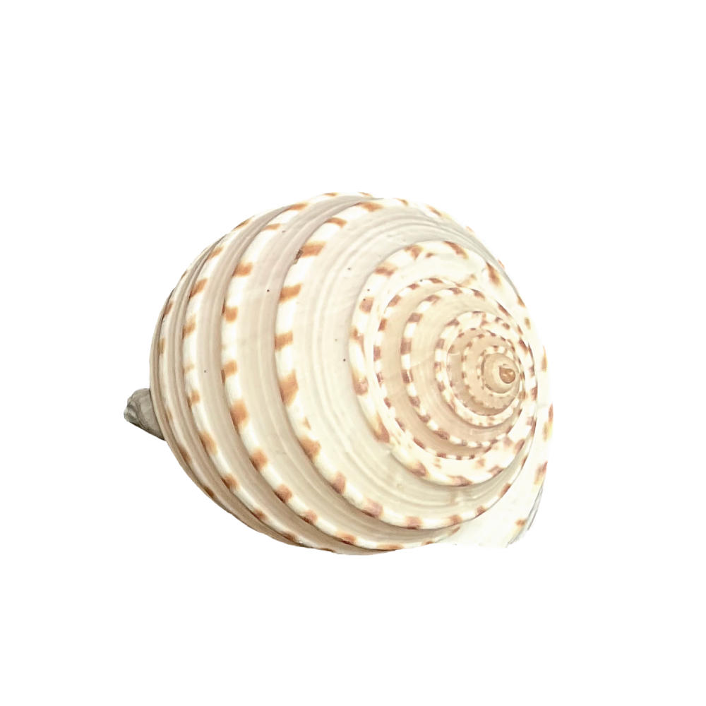 Spotted Tun - Image 11