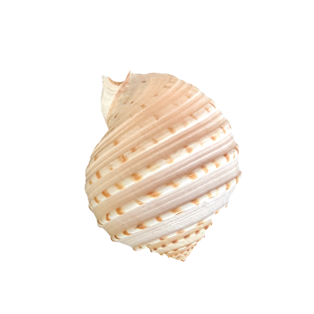 Spotted Tun - Image 9