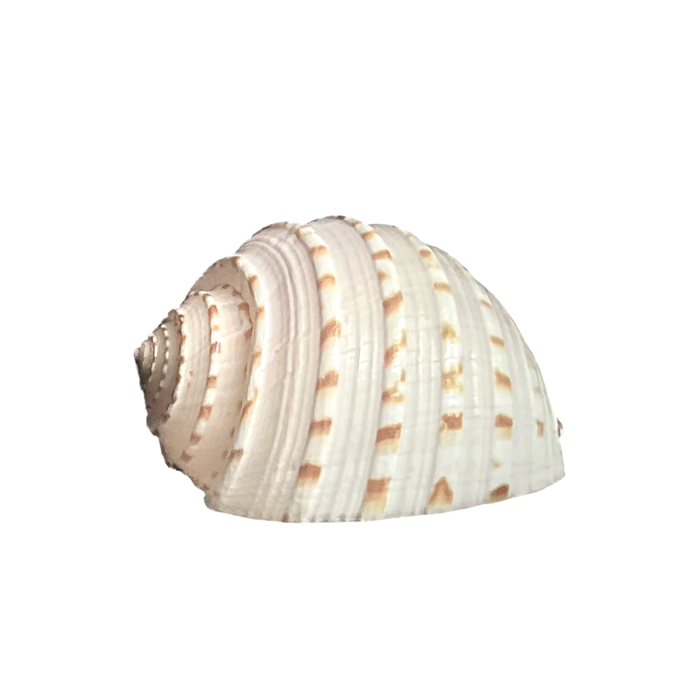 Spotted Tun - Image 7