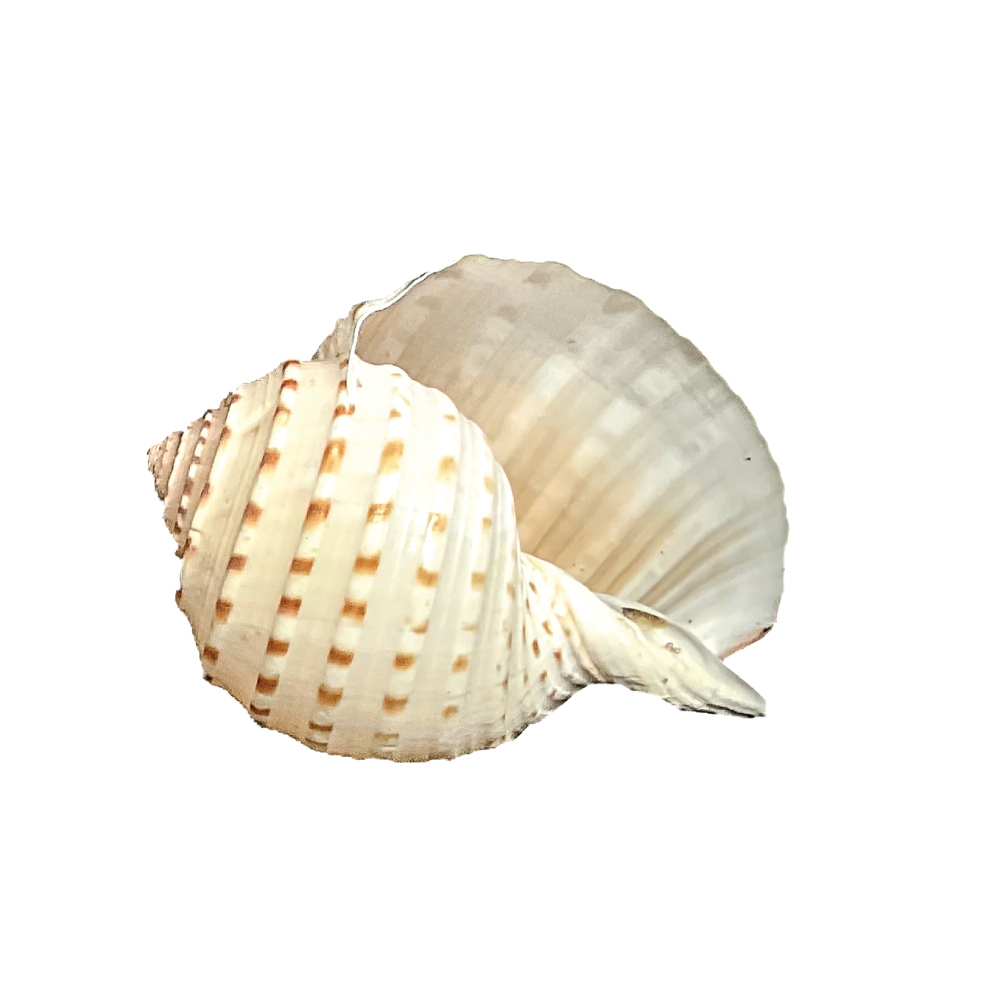 Spotted Tun - Image 13