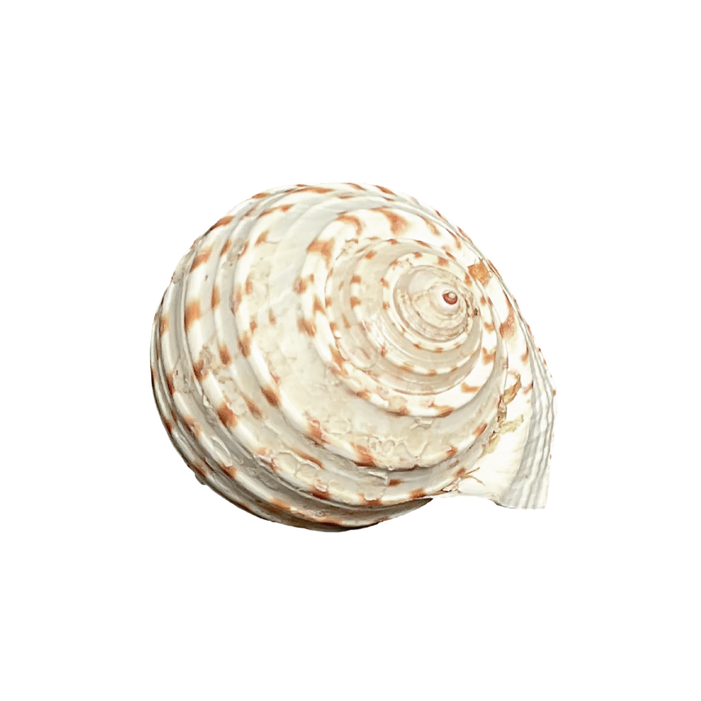 Spotted Tun - Image 10