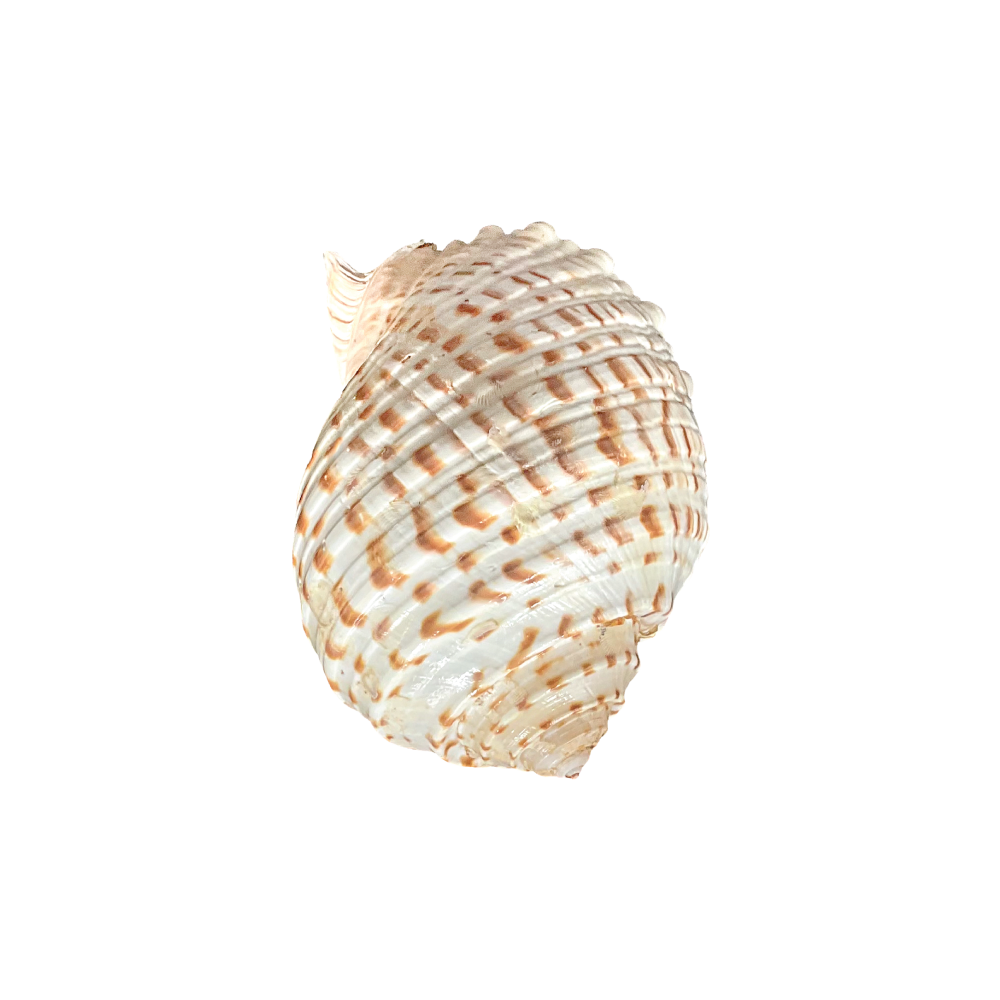 Spotted Tun - Image 8