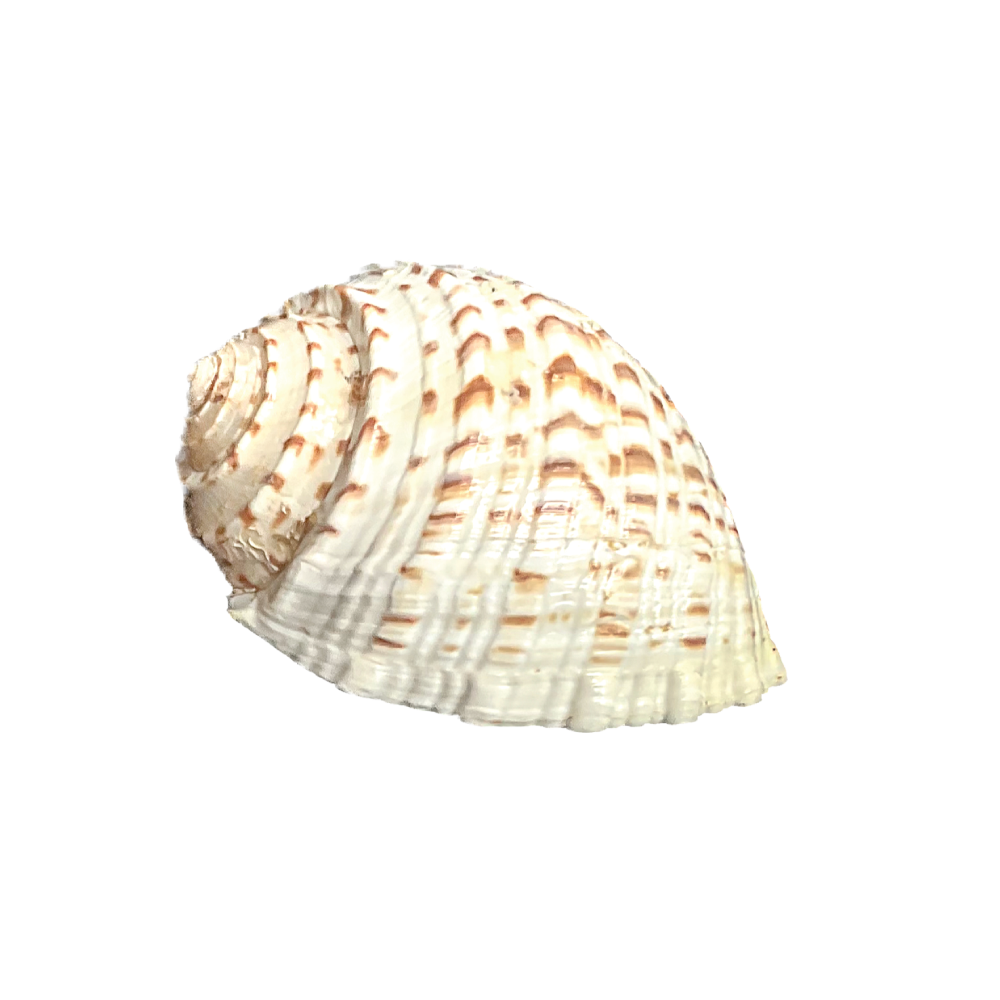 Spotted Tun - Image 6