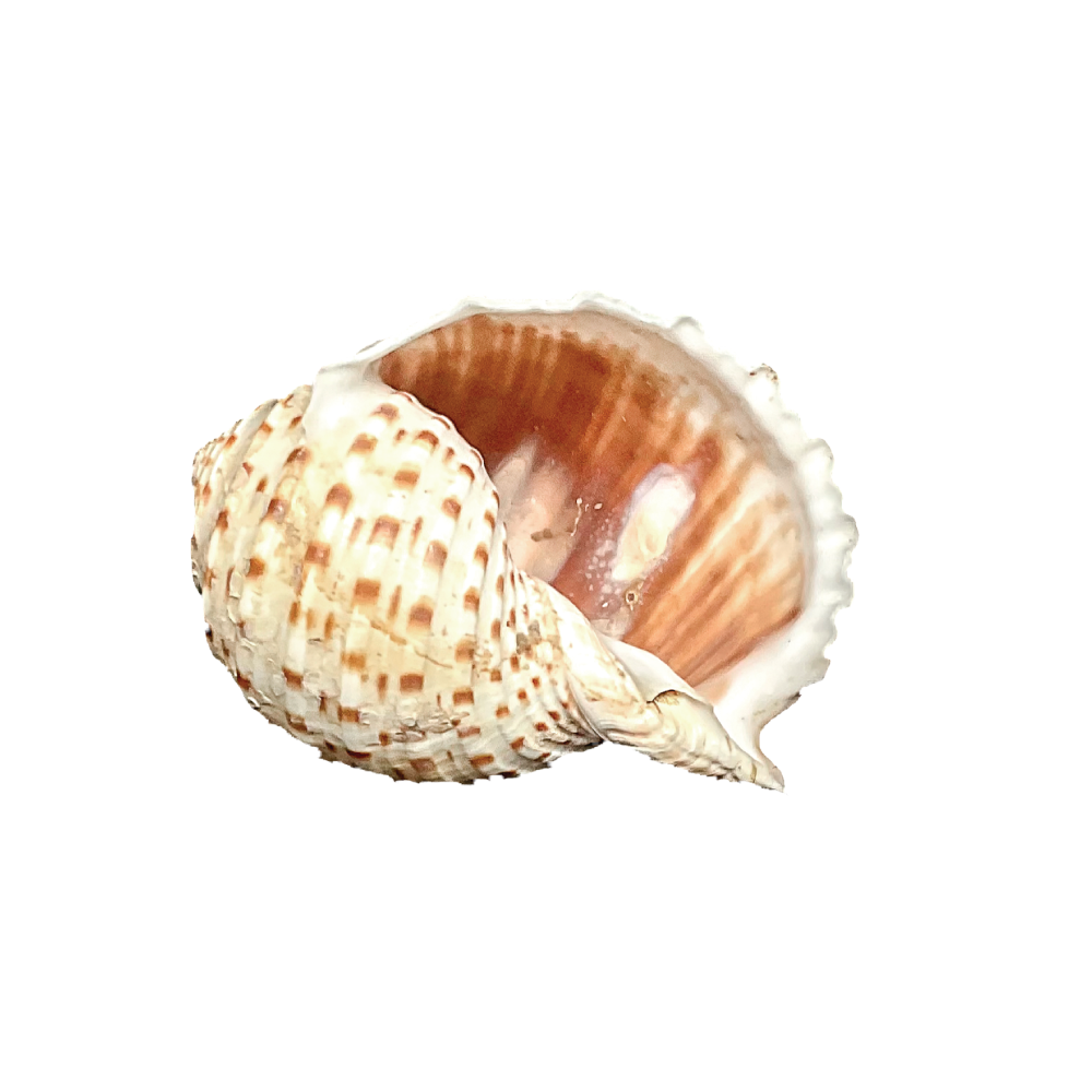 Spotted Tun - Image 12