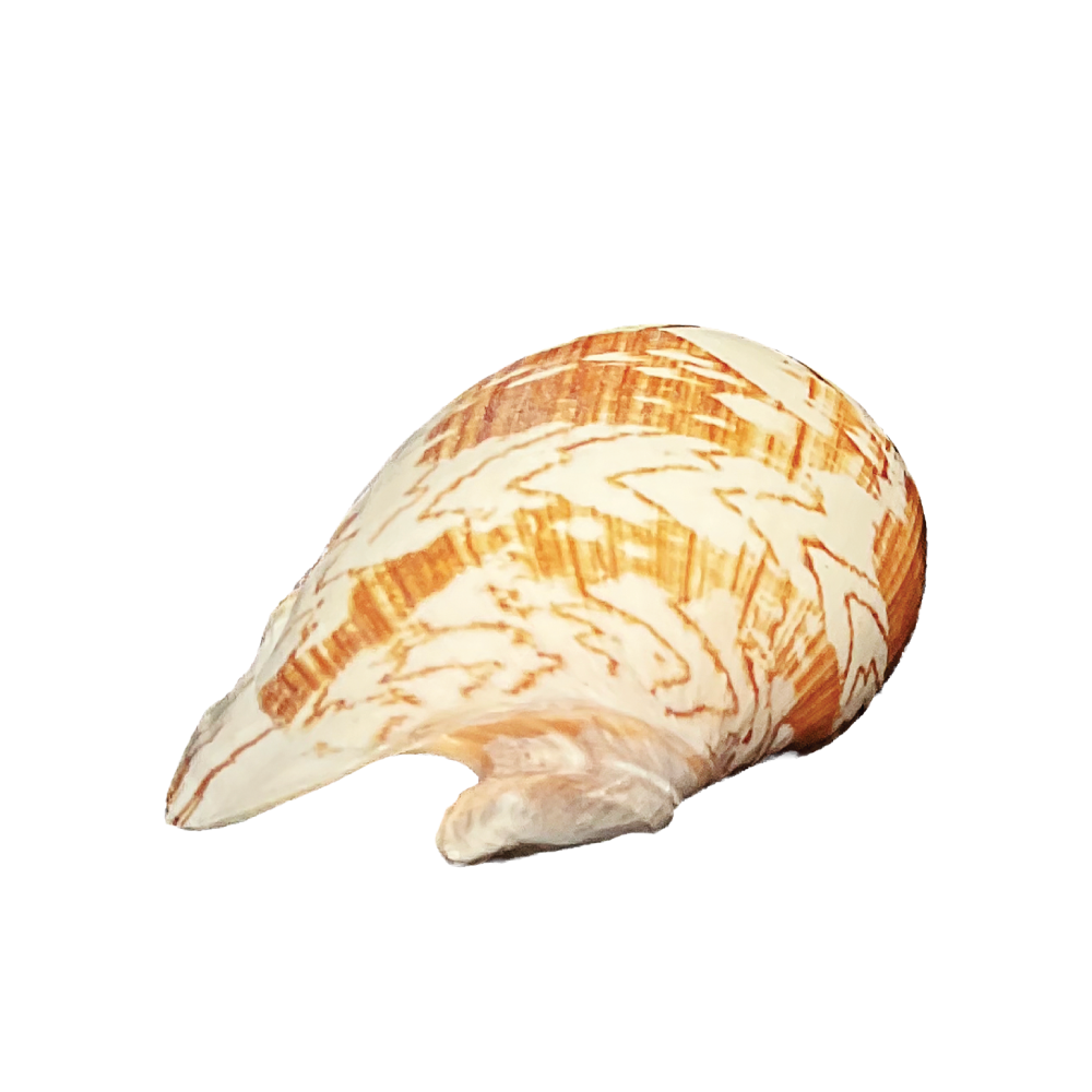 Volute Noble - Image 15