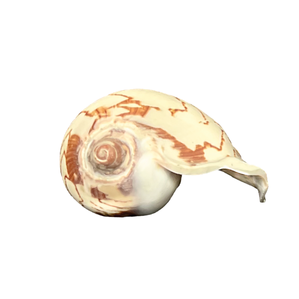 Volute Noble - Image 13