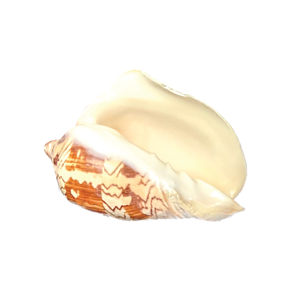 Volute Noble - Image 19