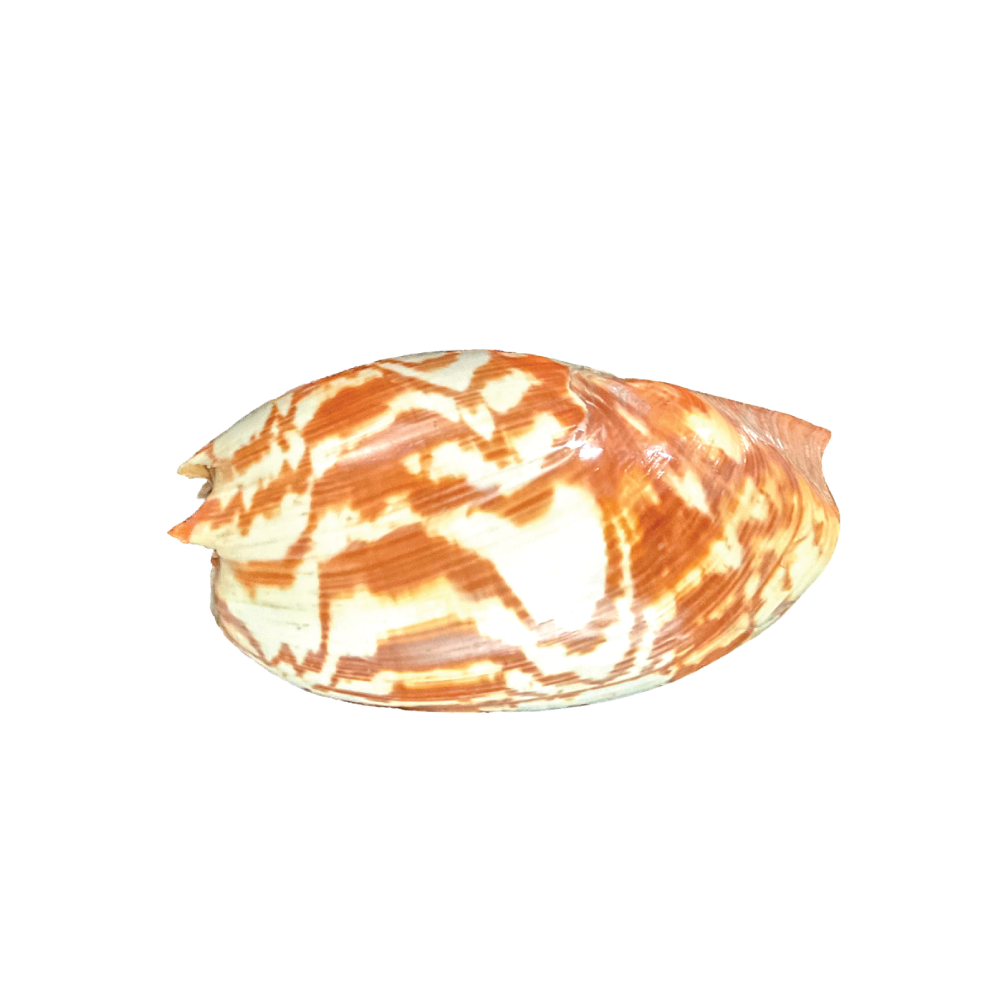 Volute Noble - Image 8