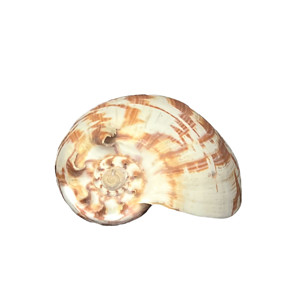 Volute Noble - Image 12