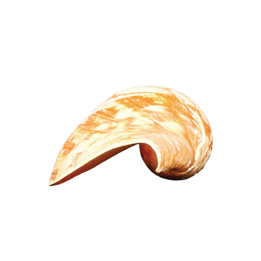 Volute Noble - Image 16