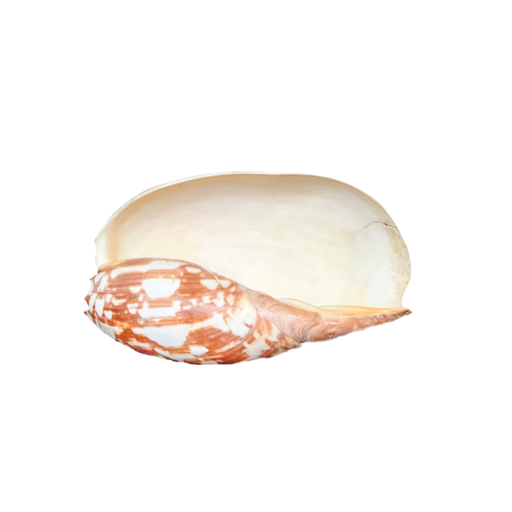 Volute Noble - Image 18