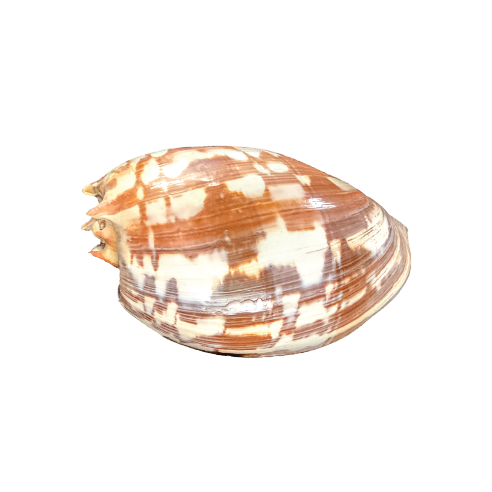 Volute Noble - Image 6