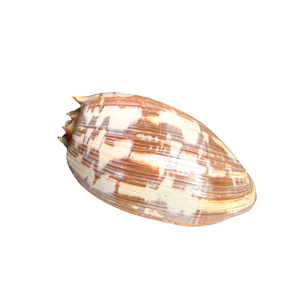 Volute Noble - Image 5