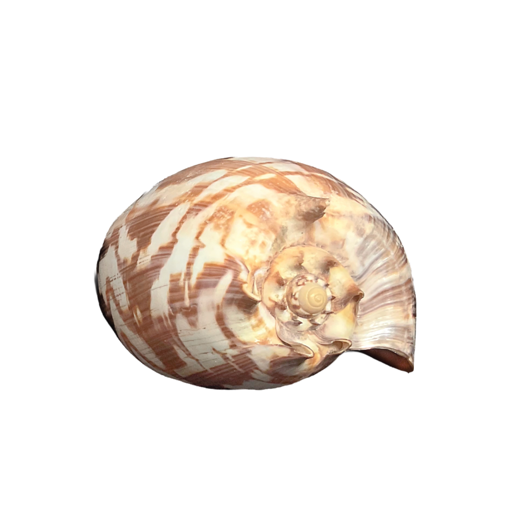 Volute Noble - Image 11