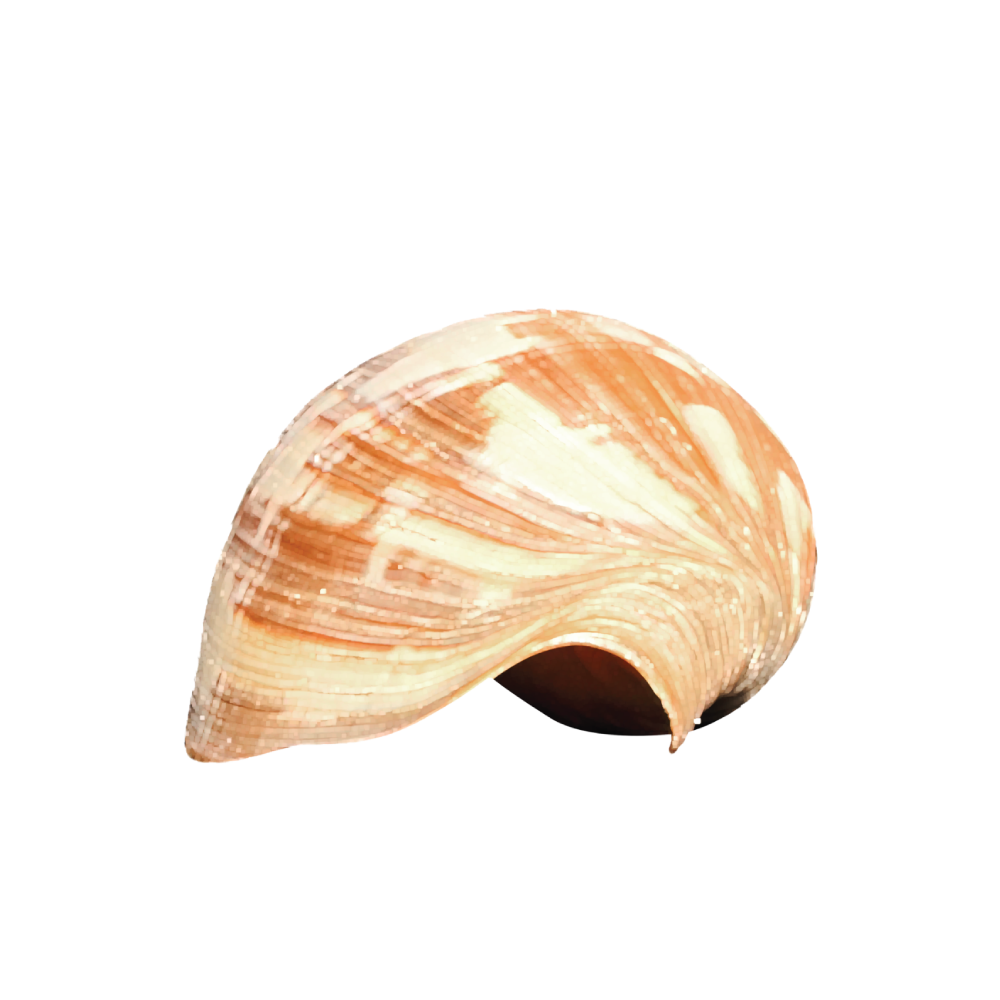 Volute Noble - Image 14