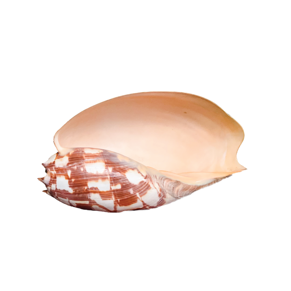 Volute Noble - Image 17