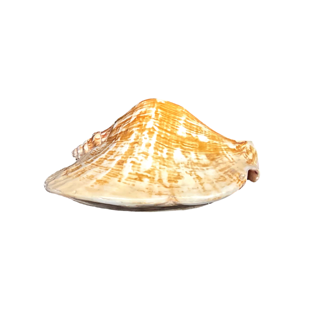 Wide Mouthed Conch - Image 4