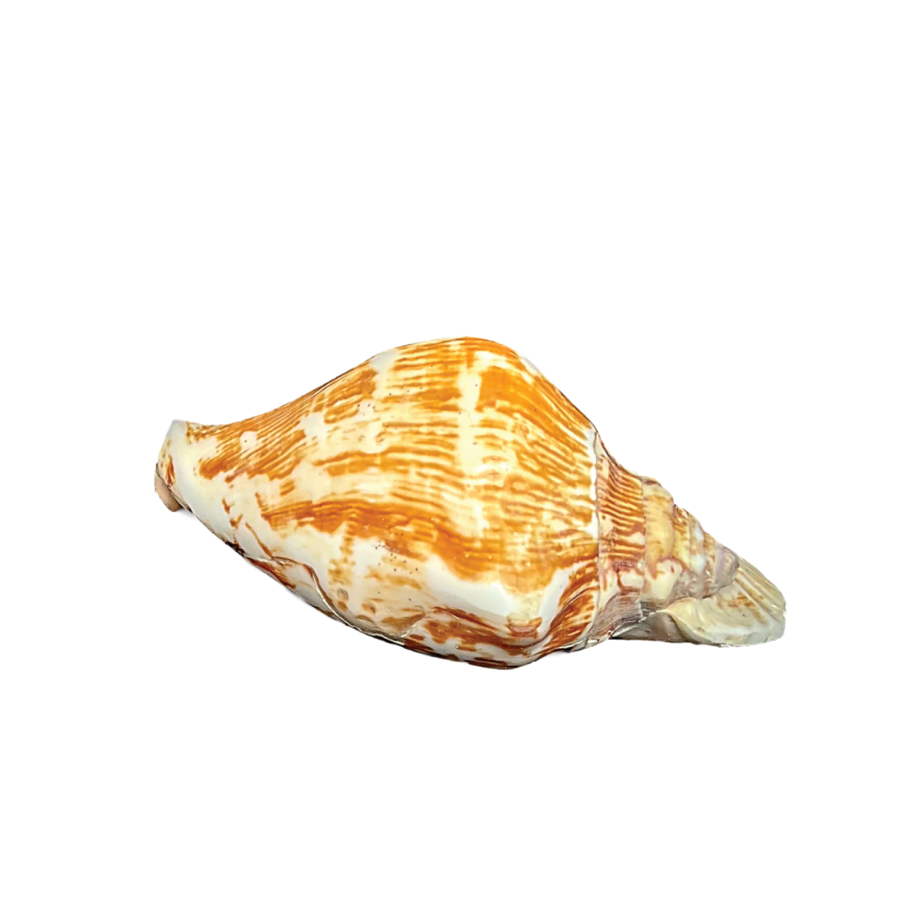Wide Mouthed Conch - Image 3