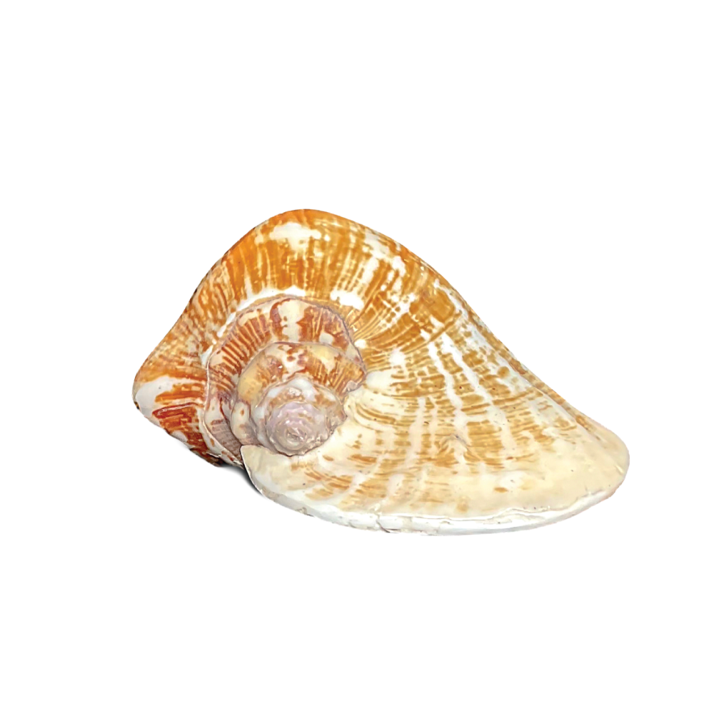 Wide Mouthed Conch - Image 2