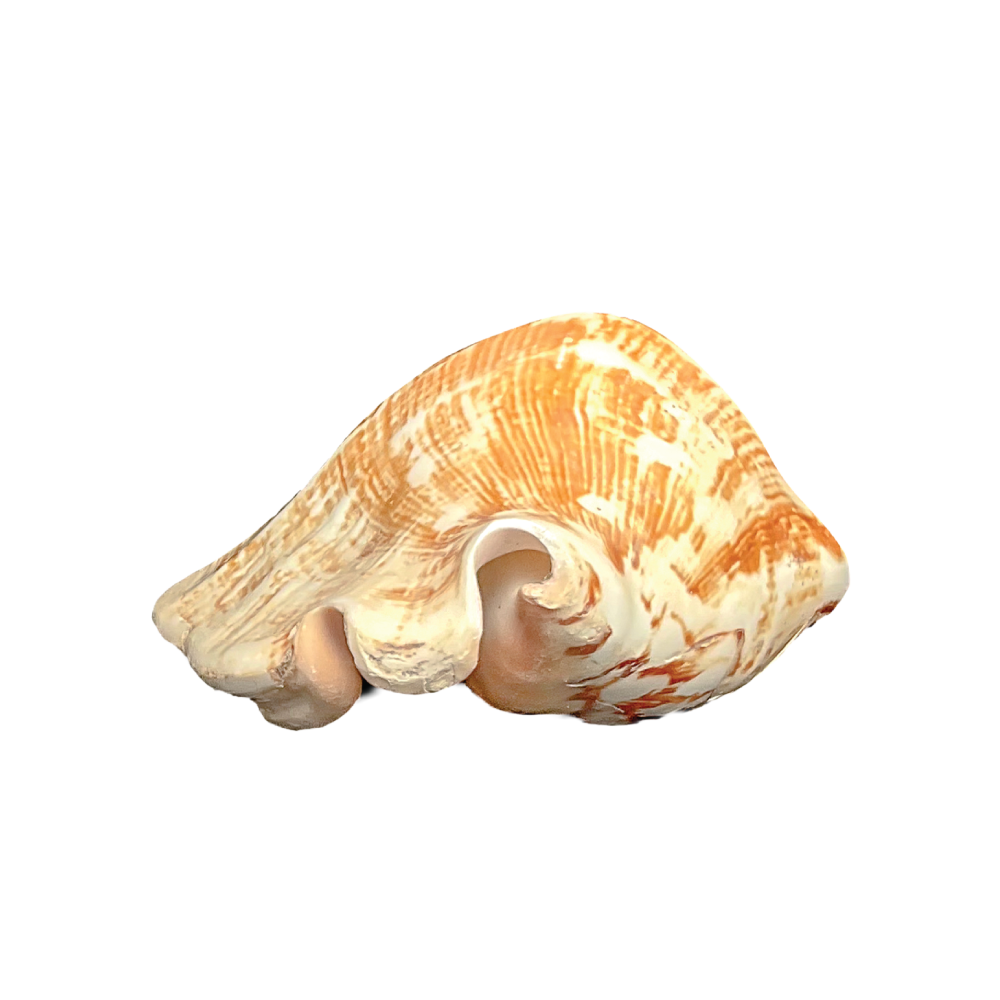 Wide Mouthed Conch - Image 7