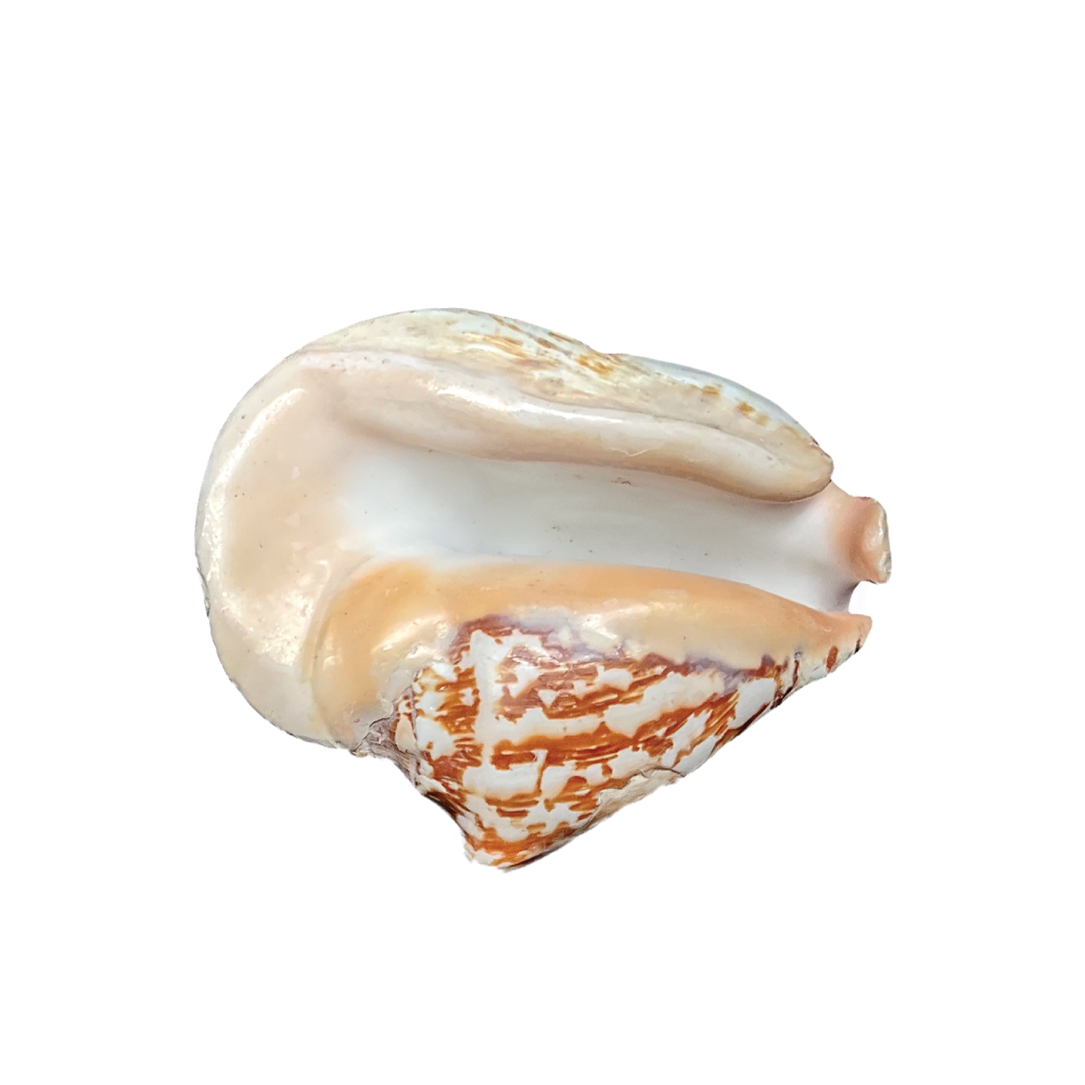 Wide Mouthed Conch - Image 6