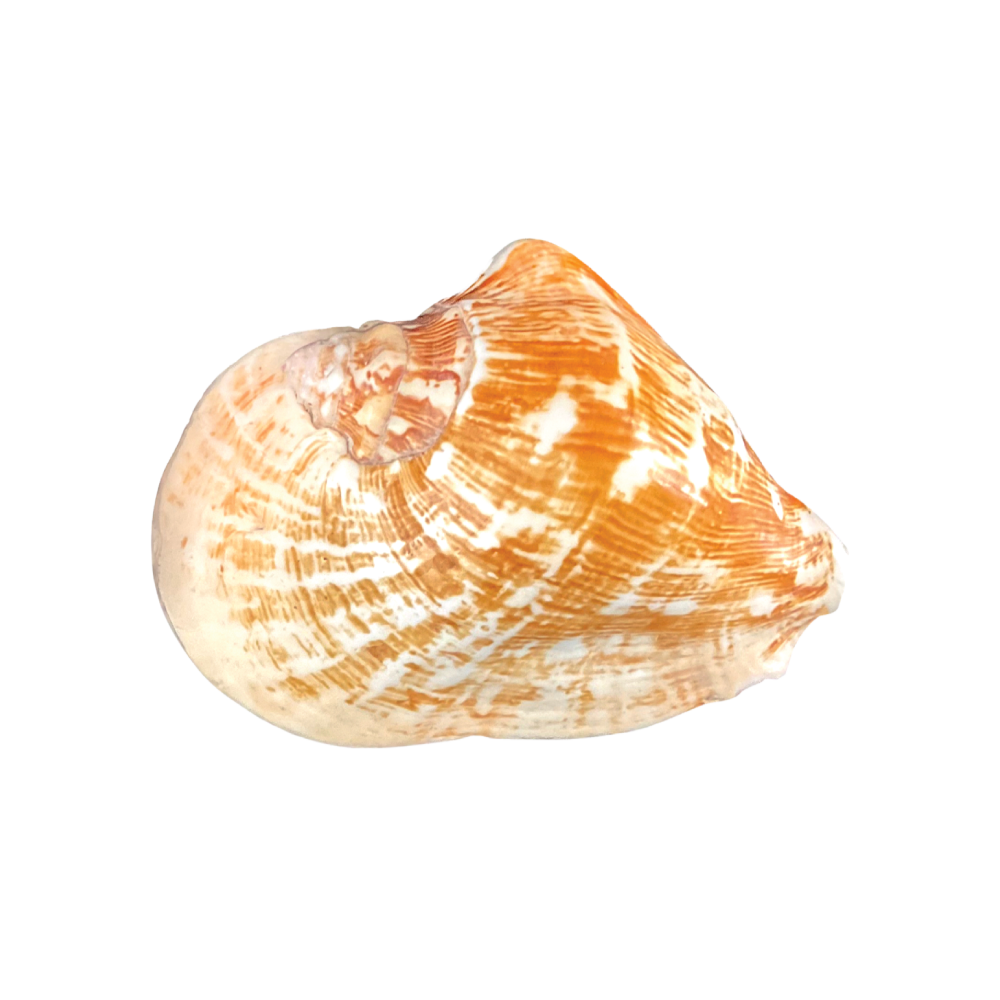 Wide Mouthed Conch - Image 5